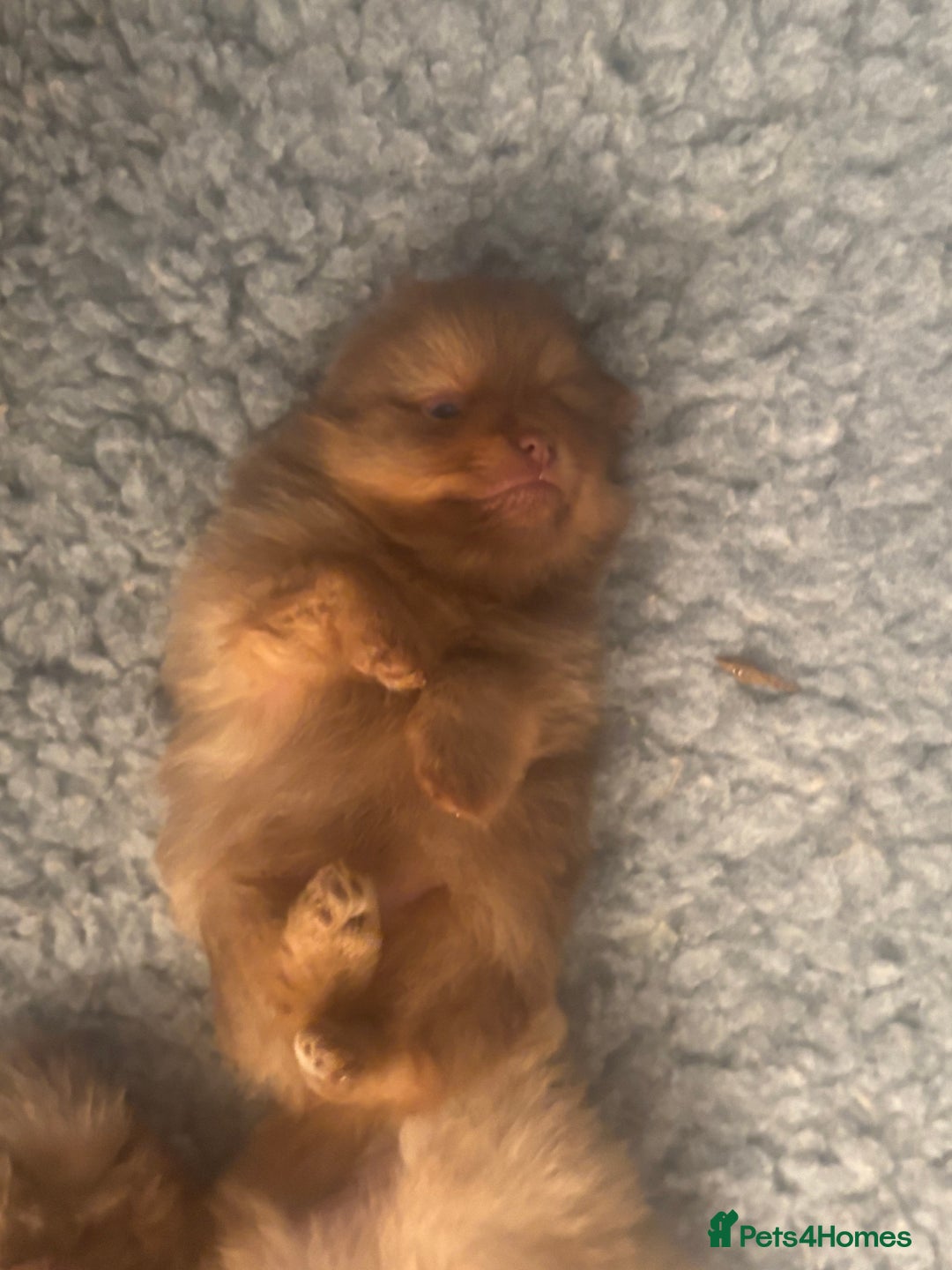 Pomeranian dogs for sale: Exotic color, mini Pomeranians  - Image 7