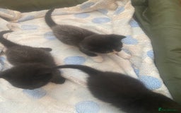 Mixed Breed cats for sale: 4 beautiful kittens. 1 boy 3 girls  - Image 5