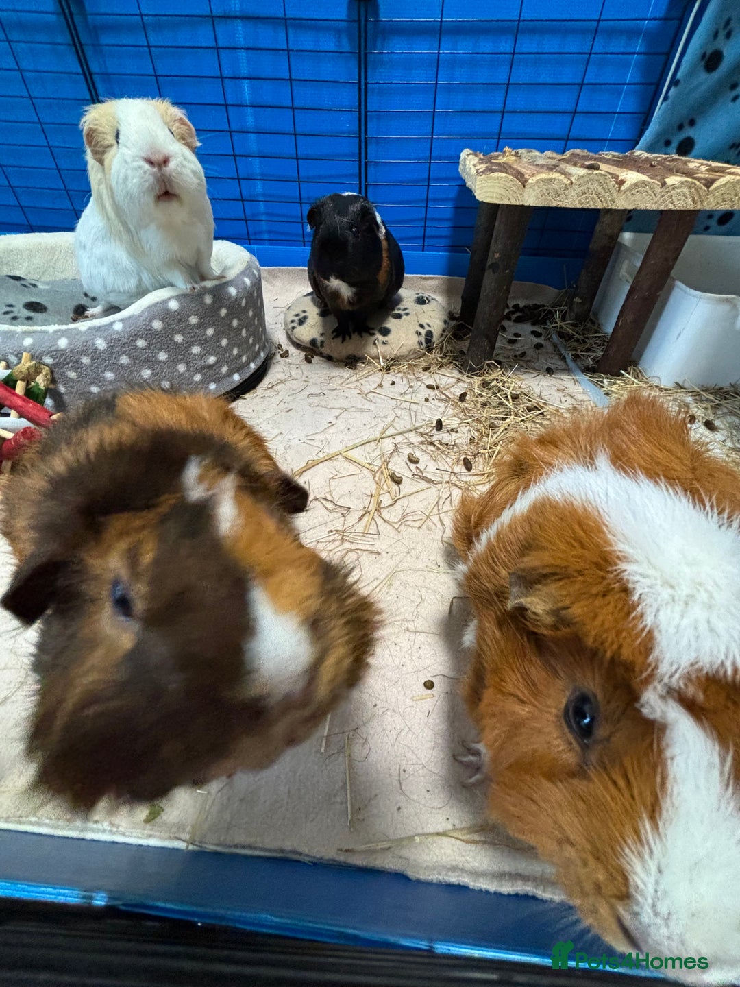 Guinea Pig rodents for sale: 4 girl guinea pigs plus cage and accessories  - Image 10