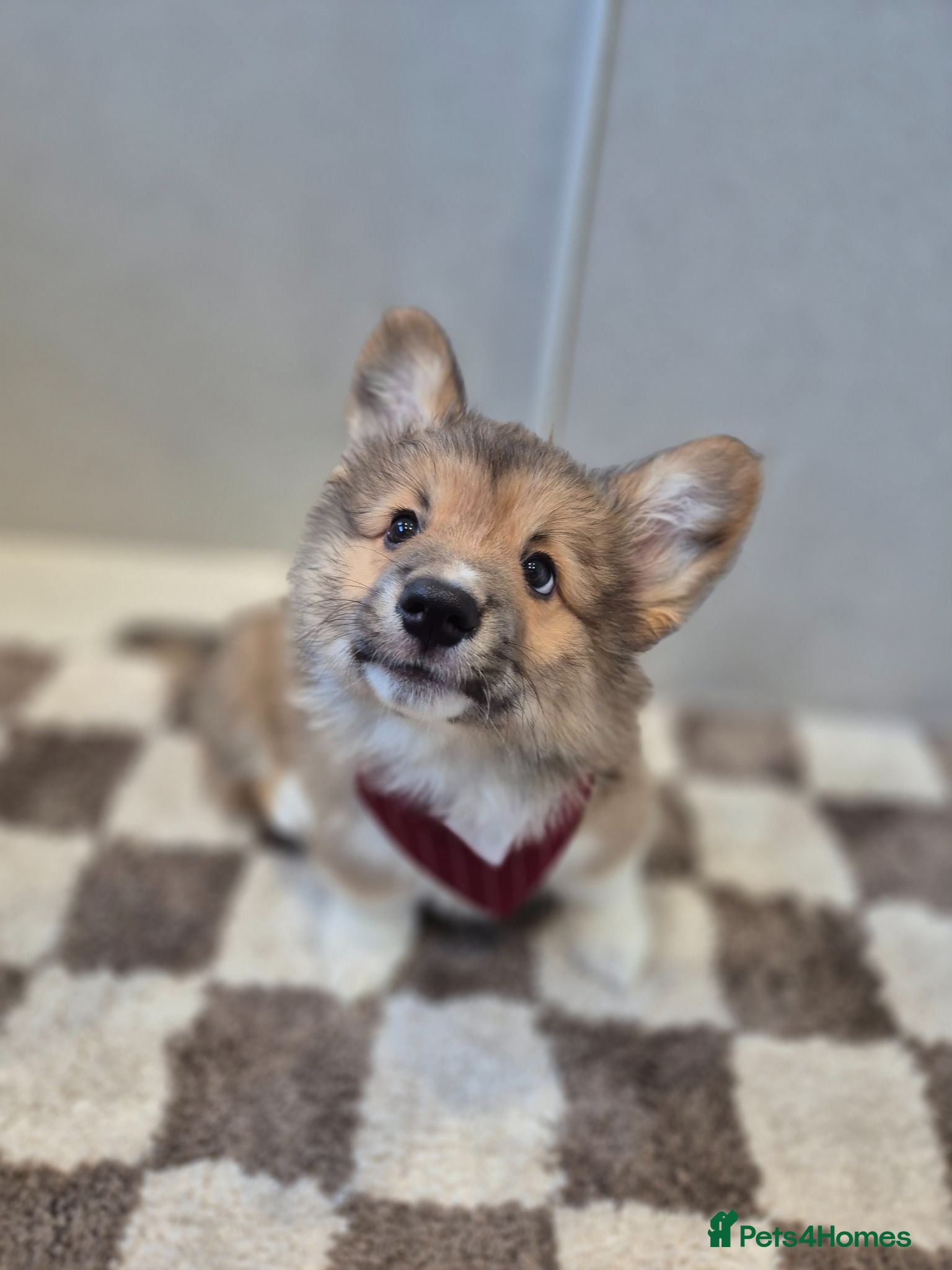 Welsh Corgi Pembroke dogs Stunning Fluffy Long-Haired (Fluffy) Corgi Puppies - Advert 2