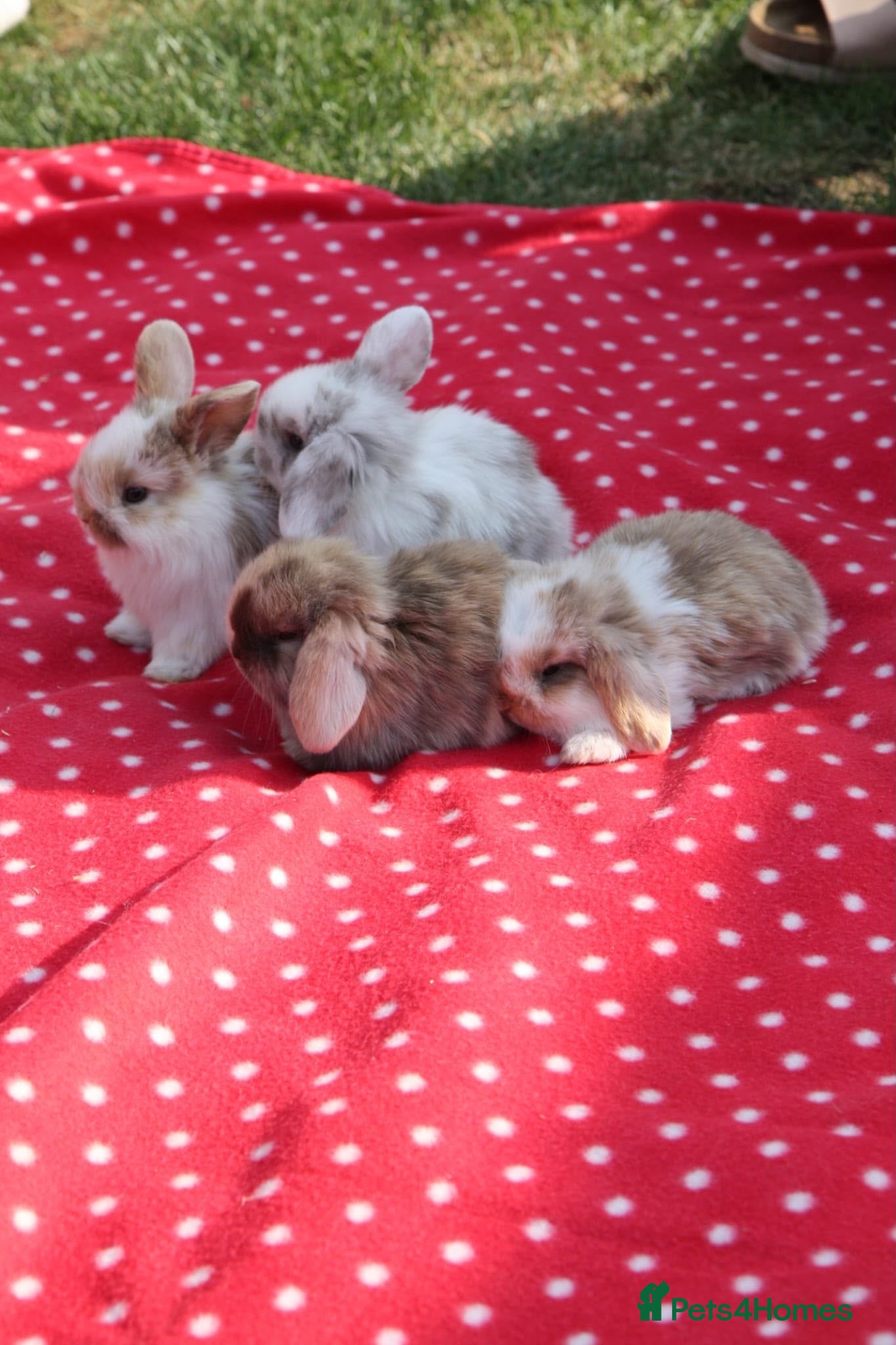 Mini Lop rabbits Mini lops chocolate harlequins - Advert 1