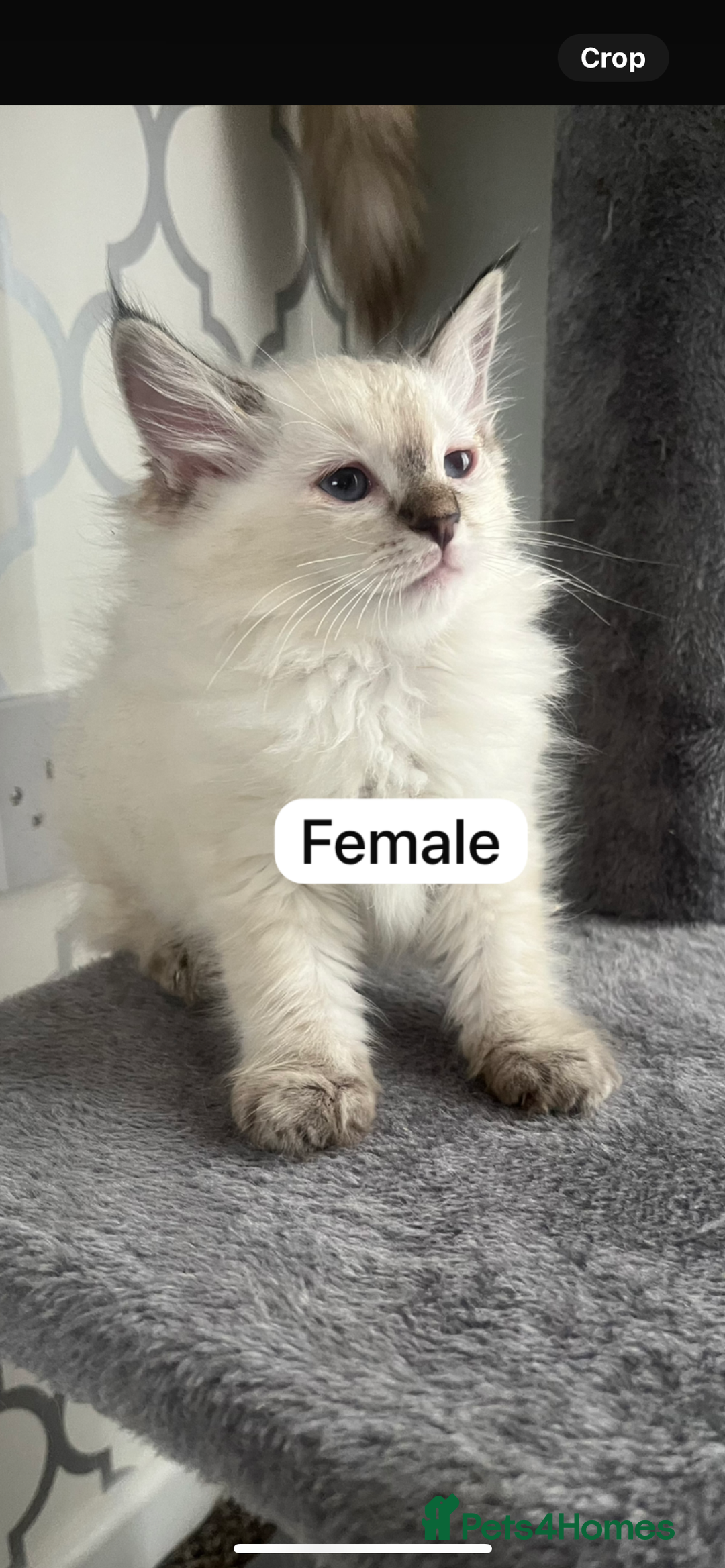 Ragdoll cats for sale: 3 x males , 1 x female  - Image 9