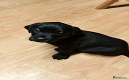 Labrador Retriever dogs for sale: Labrador Love Nuggets - 7 left - Image 13