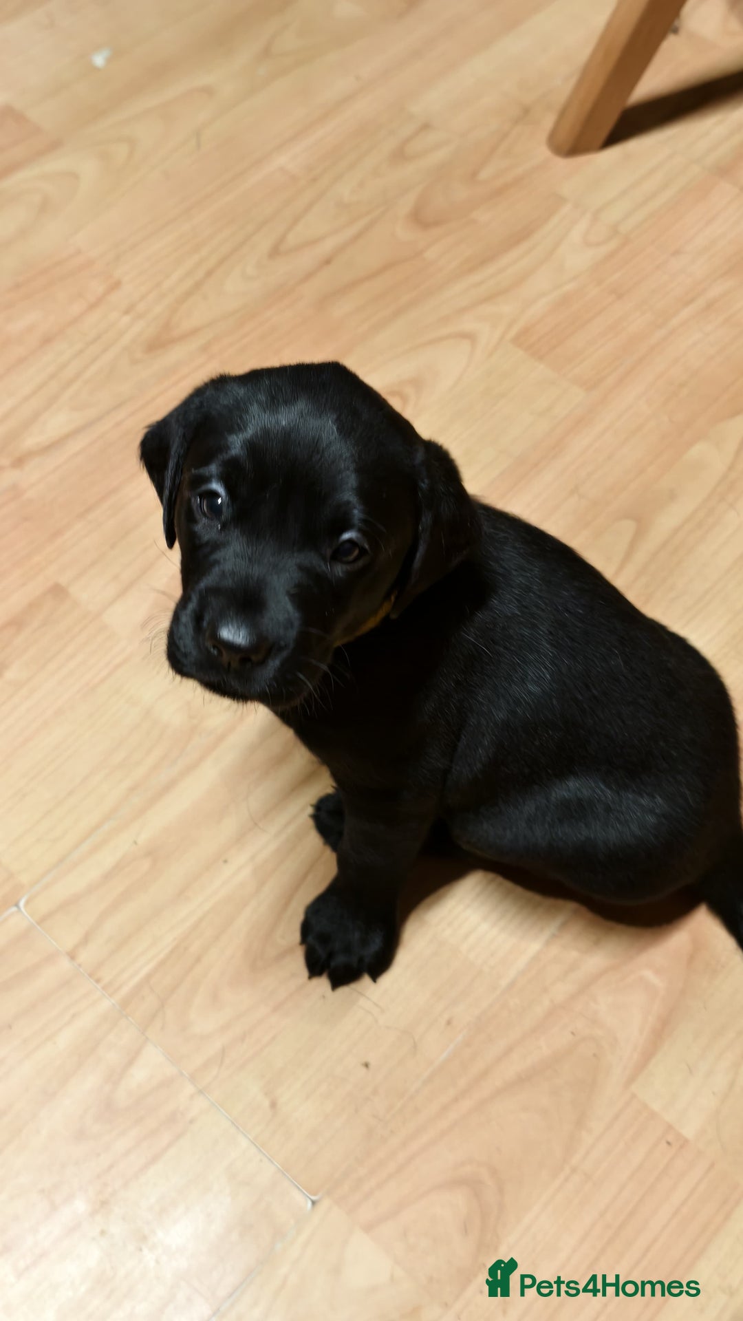 Labrador Retriever dogs for sale: Labrador Love Nuggets - 7 left - Image 13