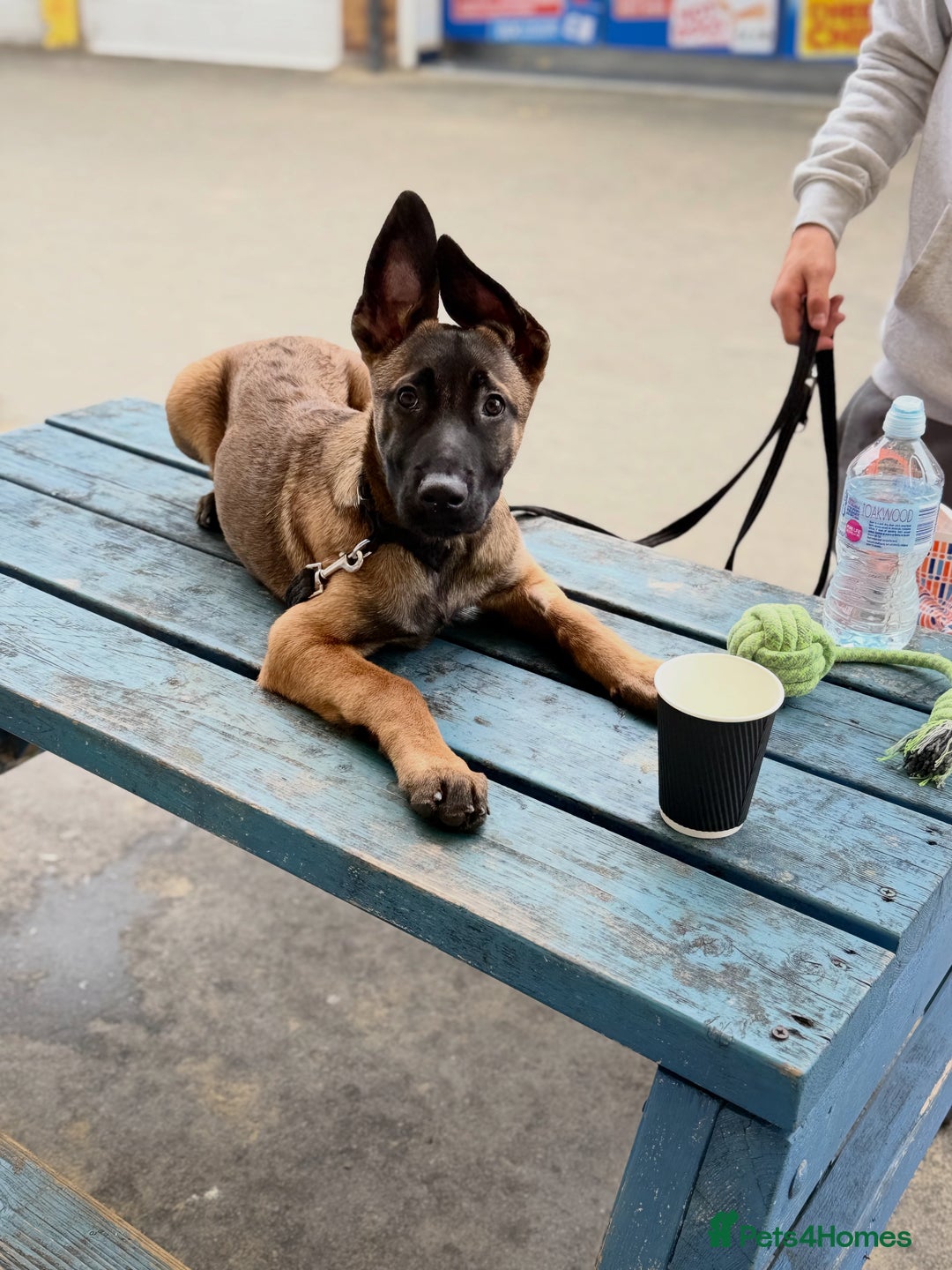 Belgian Shepherd Dog dogs for sale: Male Belgian malinois  - Image 6