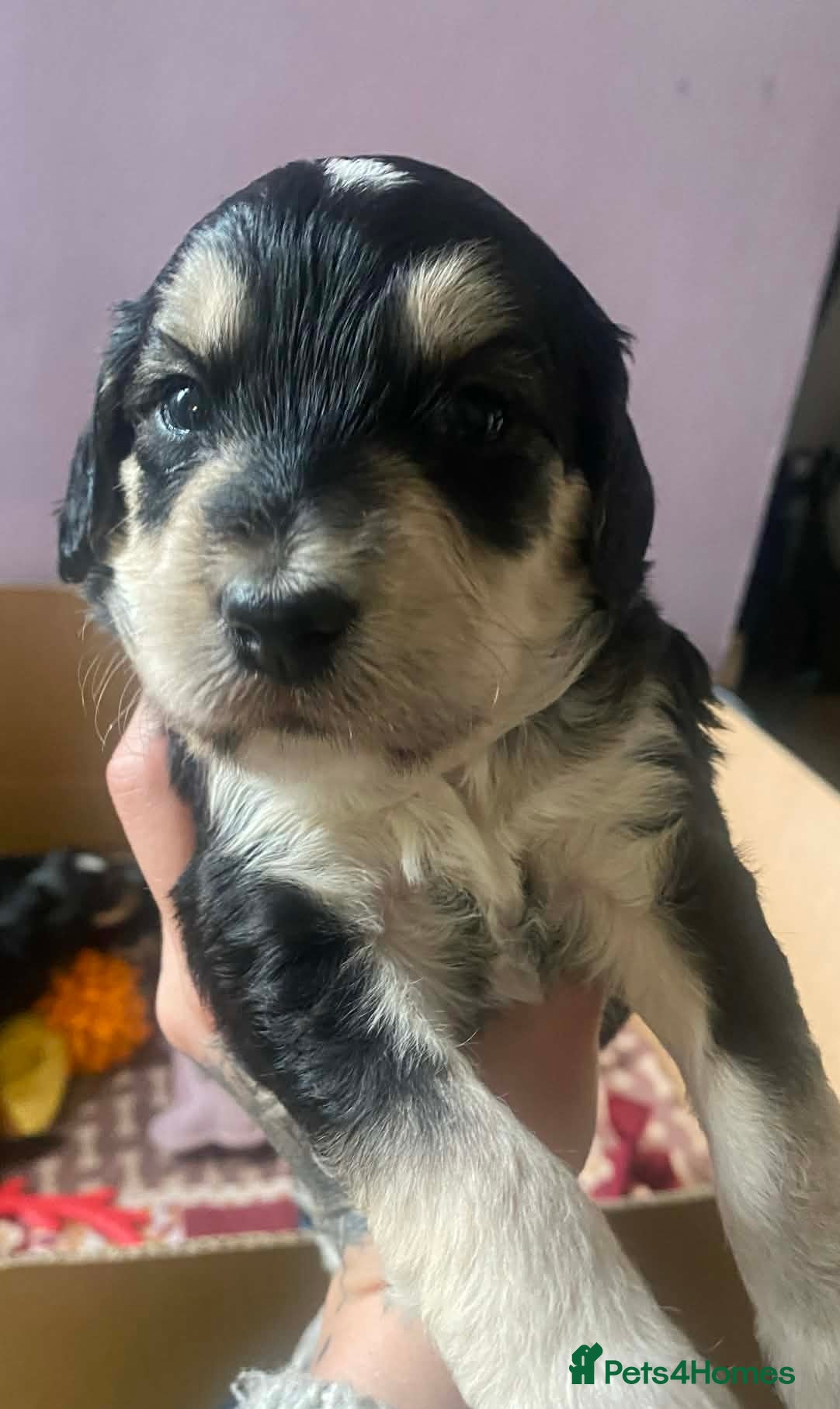 Sproodle dogs 🧸Health tested Sproodle puppies males left  🧸 - Advert 7