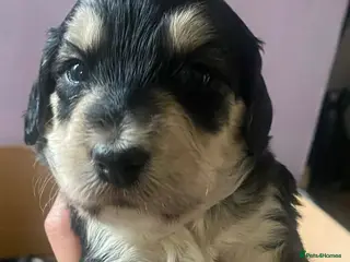 Sproodle dogs 🧸Health tested Sproodle puppies males left 🧸 - Advert 7