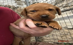 Labrador Retriever dogs for sale: KC reg health tested lab pups  - Image 11