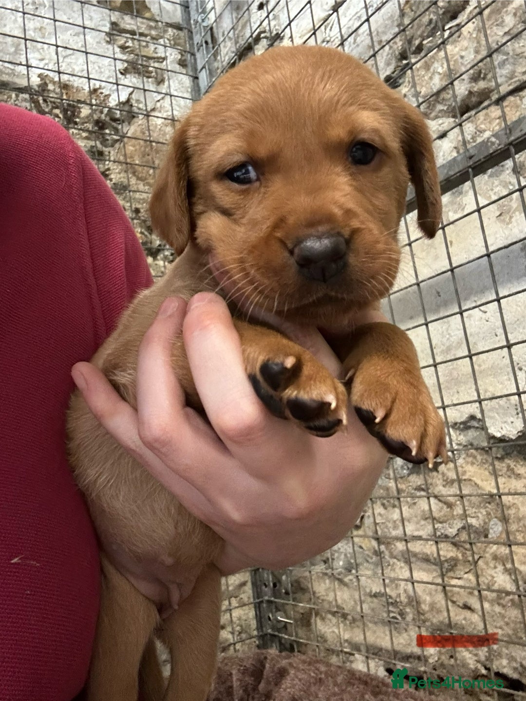 Labrador Retriever dogs for sale: KC reg health tested lab pups  - Image 11
