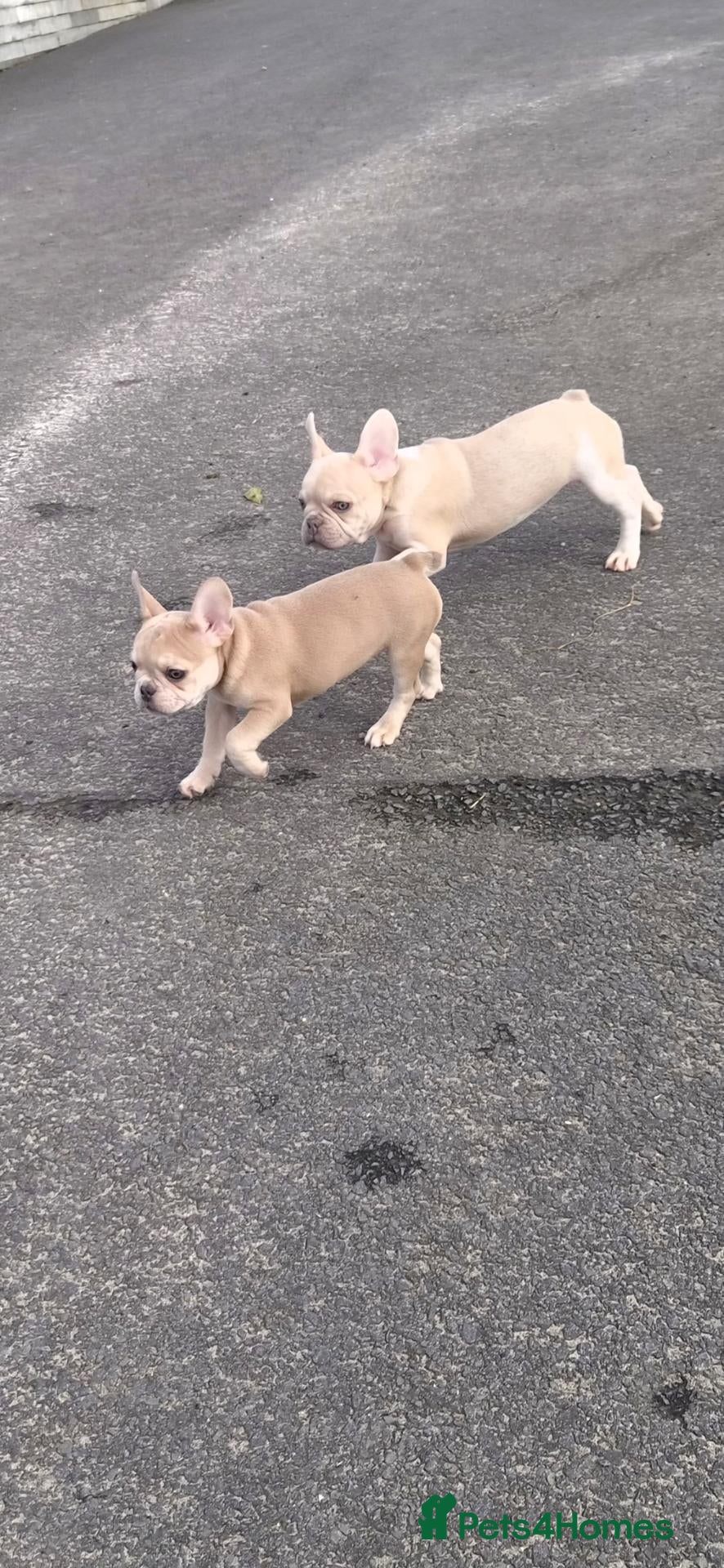 French Bulldog dogs French Bulldog KC Puppies - Advert 2