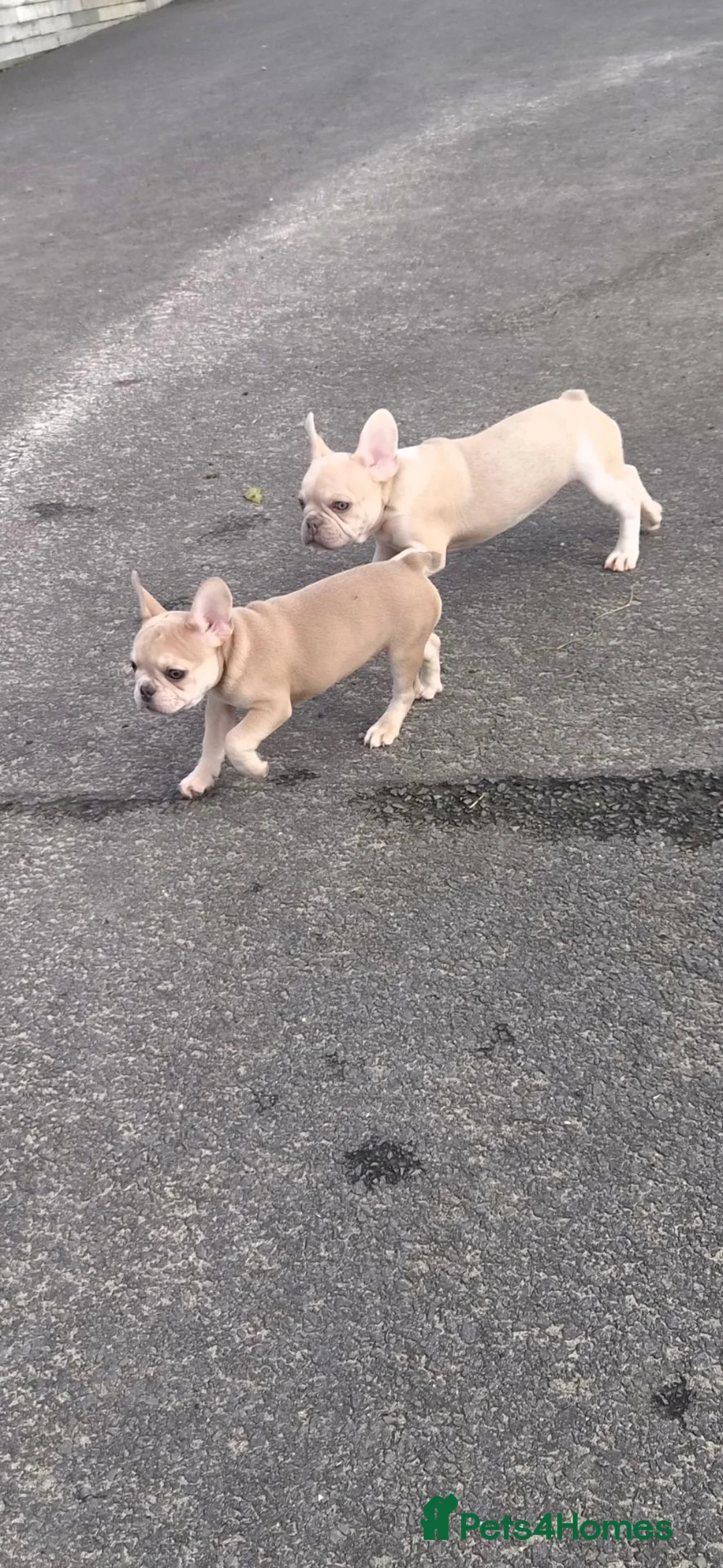 French Bulldog dogs for sale: French Bulldog KC Puppies - Advert 2