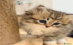Siberian cats for sale: Pure Siberian kitten  - Image 7