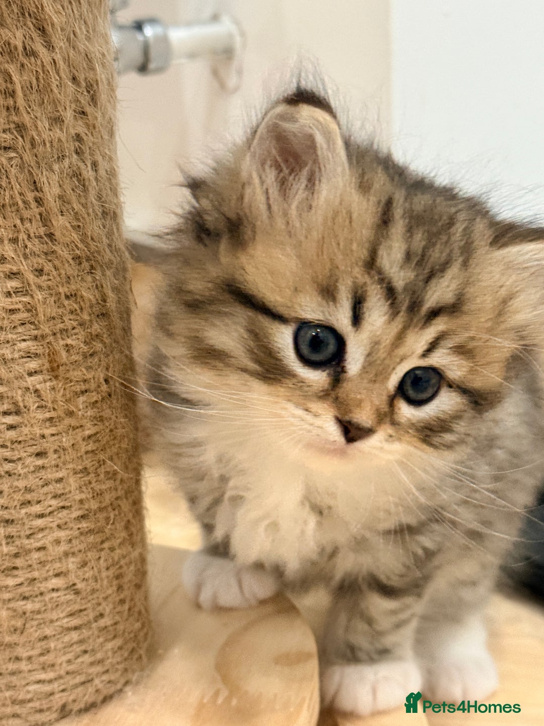 Siberian cats for sale: Pure Siberian kitten  - Image 7