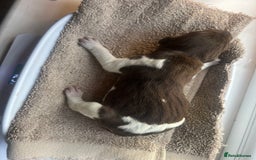 German Shorthaired Pointer dogs for sale: Beautiful KC reg German Shorthaired Pointer Pups - Image 21
