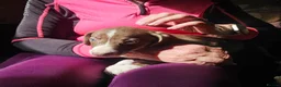 Mixed Breed dogs for sale: Bedlington whippet greyhound  - Advert 28