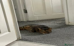 American Wirehair cats for sale: Friendly and healty cat for adoption - Image 4