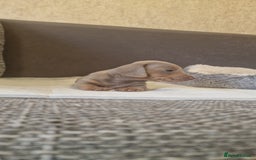 Dachshund dogs for sale: 2 girls and 1 boy miniature dachshund puppies  - Image 27