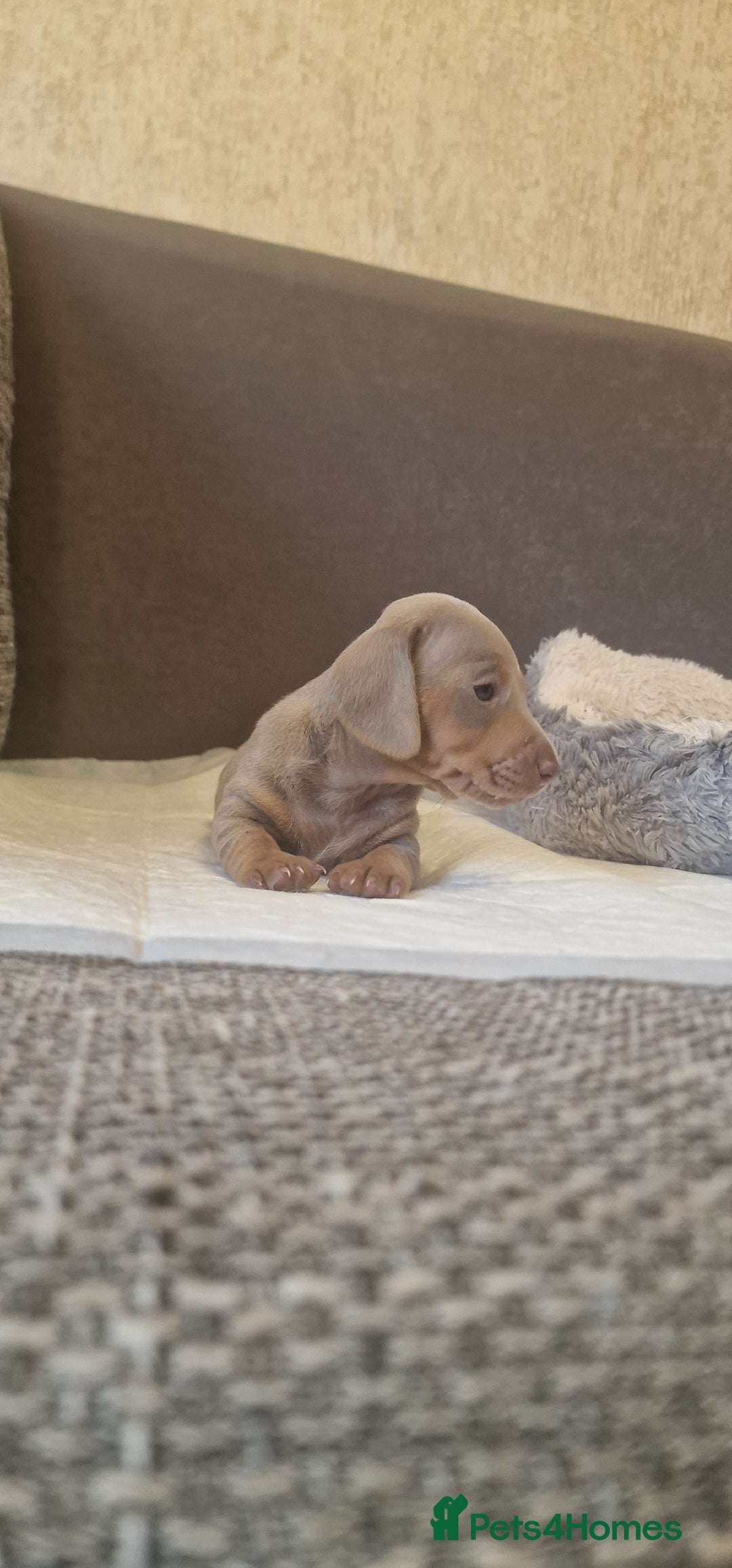 Dachshund dogs for sale: 2 girls and 1 boy miniature dachshund puppies  - Image 27