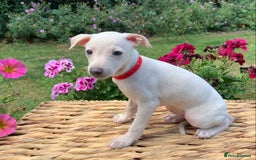 Italian Greyhound dogs for sale: Italian greyhound puppies KC reg European Lineage in Leeds - Image 28