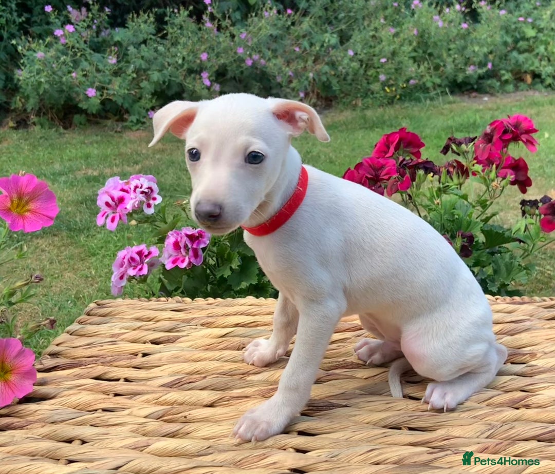 Italian Greyhound dogs for sale: Italian greyhound puppies KC reg European Lineage in Leeds - Image 28