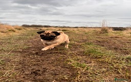 Pug dogs for sale: Loving 4yr old pug needs new home  in Stockton-on-Tees - Image 1