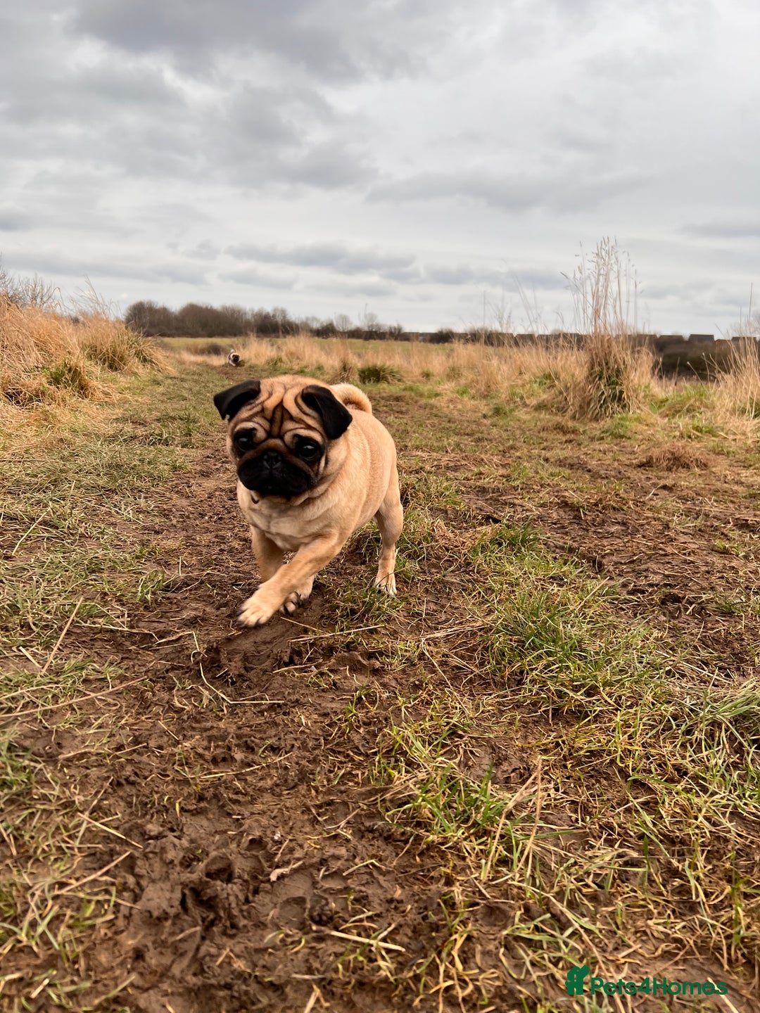 Pug dogs for sale: Loving 4yr old pug needs new home  in Stockton-on-Tees - Image 1