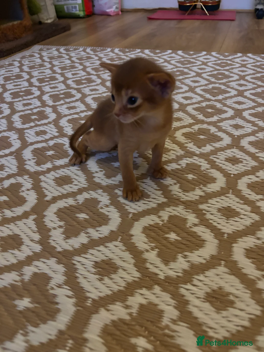 Abyssinian cats for sale: Two Abyssinian kittens !!! - Advert 12