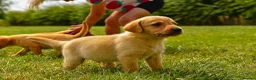 Labrador Retriever dogs for sale: Top Deep Red Quality Labrador Puppies KC Reg  - Advert 4