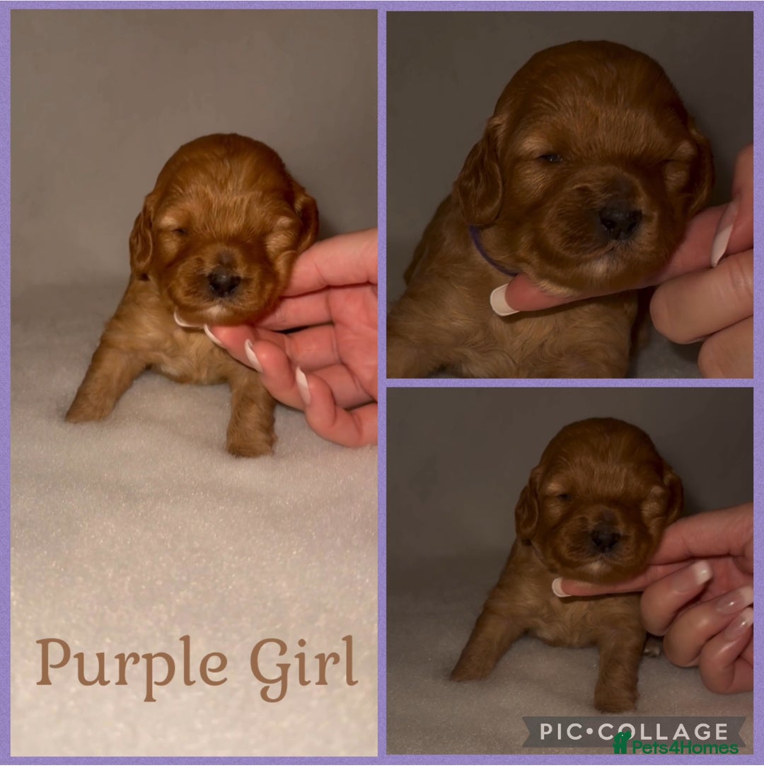 Cavapoo dogs for sale: Extensively Health Tested F1b Cavapoo Puppies  - Advert 31