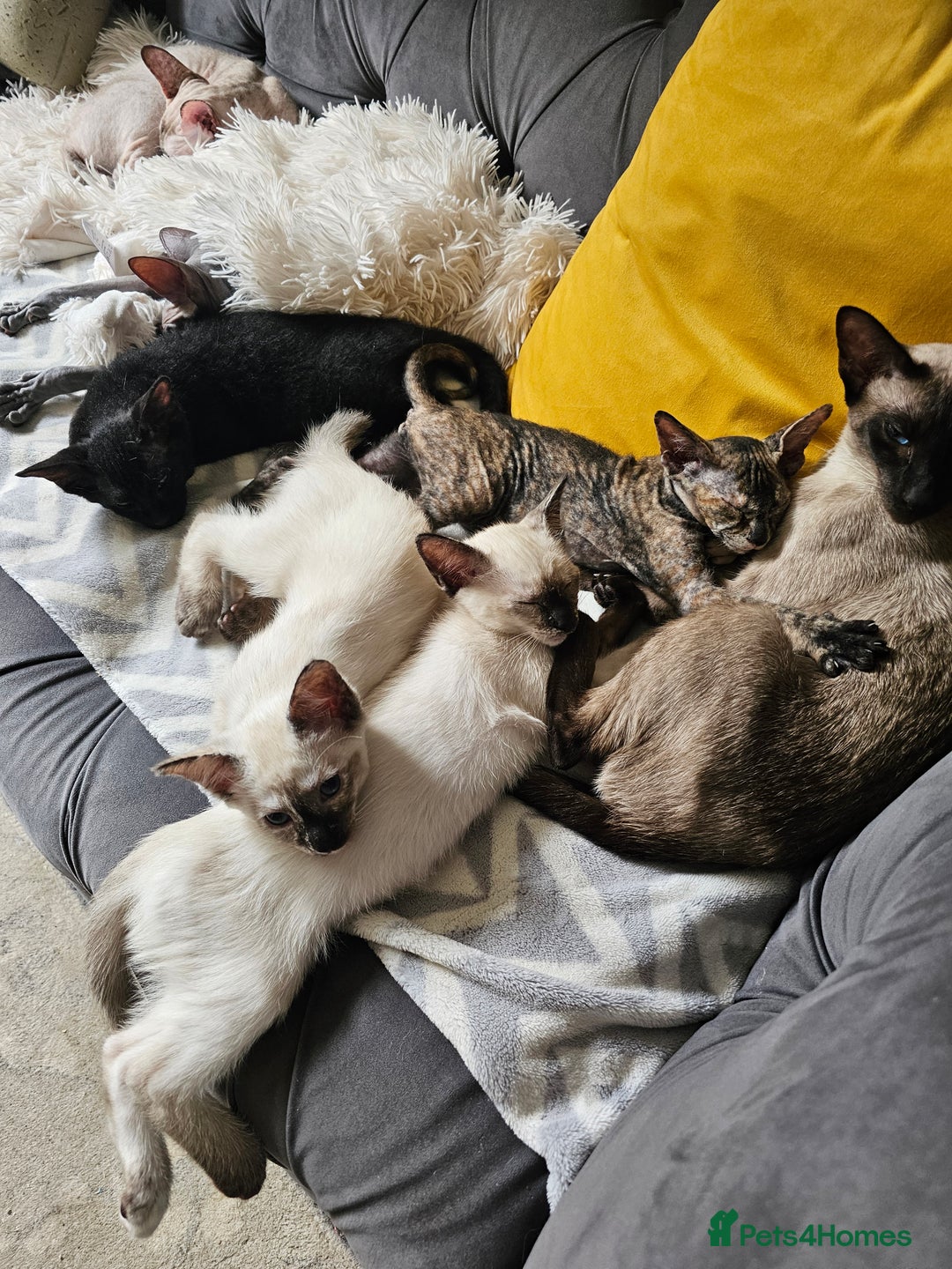 Siamese cats for sale: Siamese X Sphynx kittens - Image 30