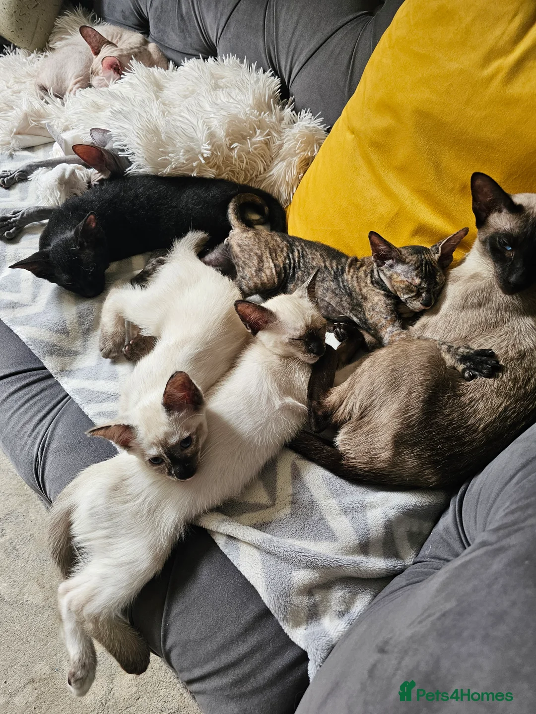 Siamese cats for sale: Siamese X Sphynx kittens - Advert 7