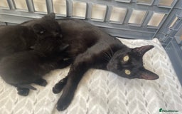 Bombay cats for sale: Bombay kittens for sale  - Image 1
