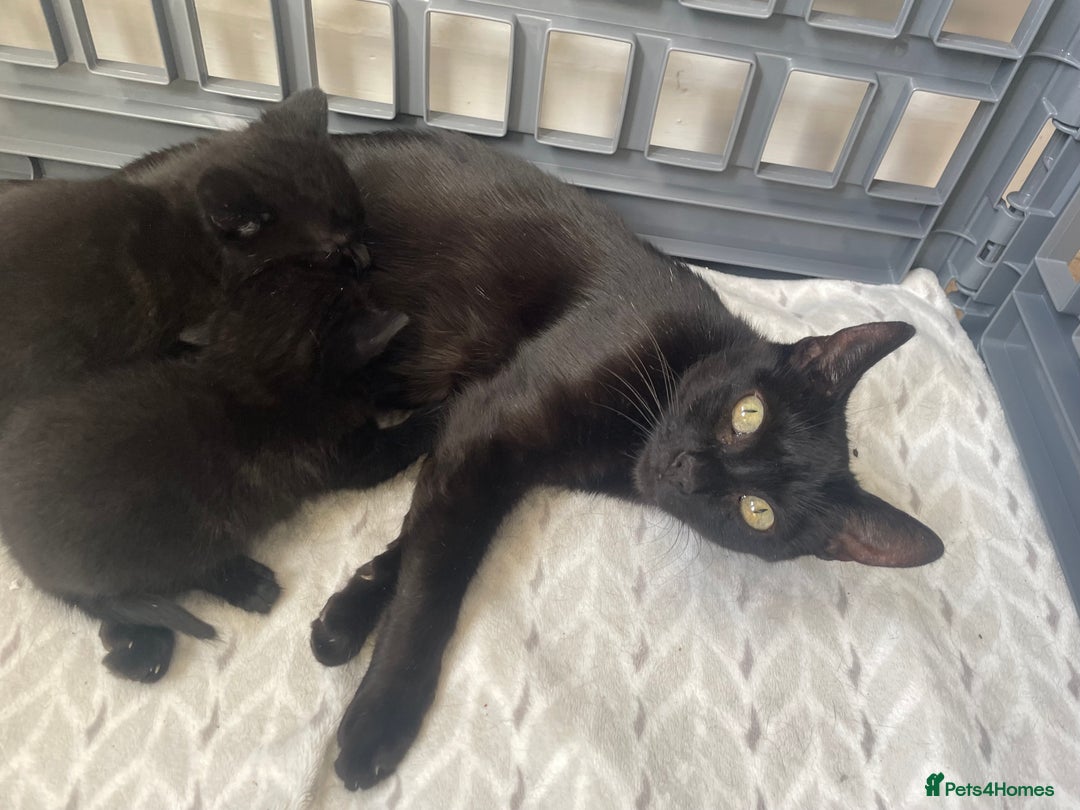 Bombay cats for sale: Bombay kittens for sale  - Image 1