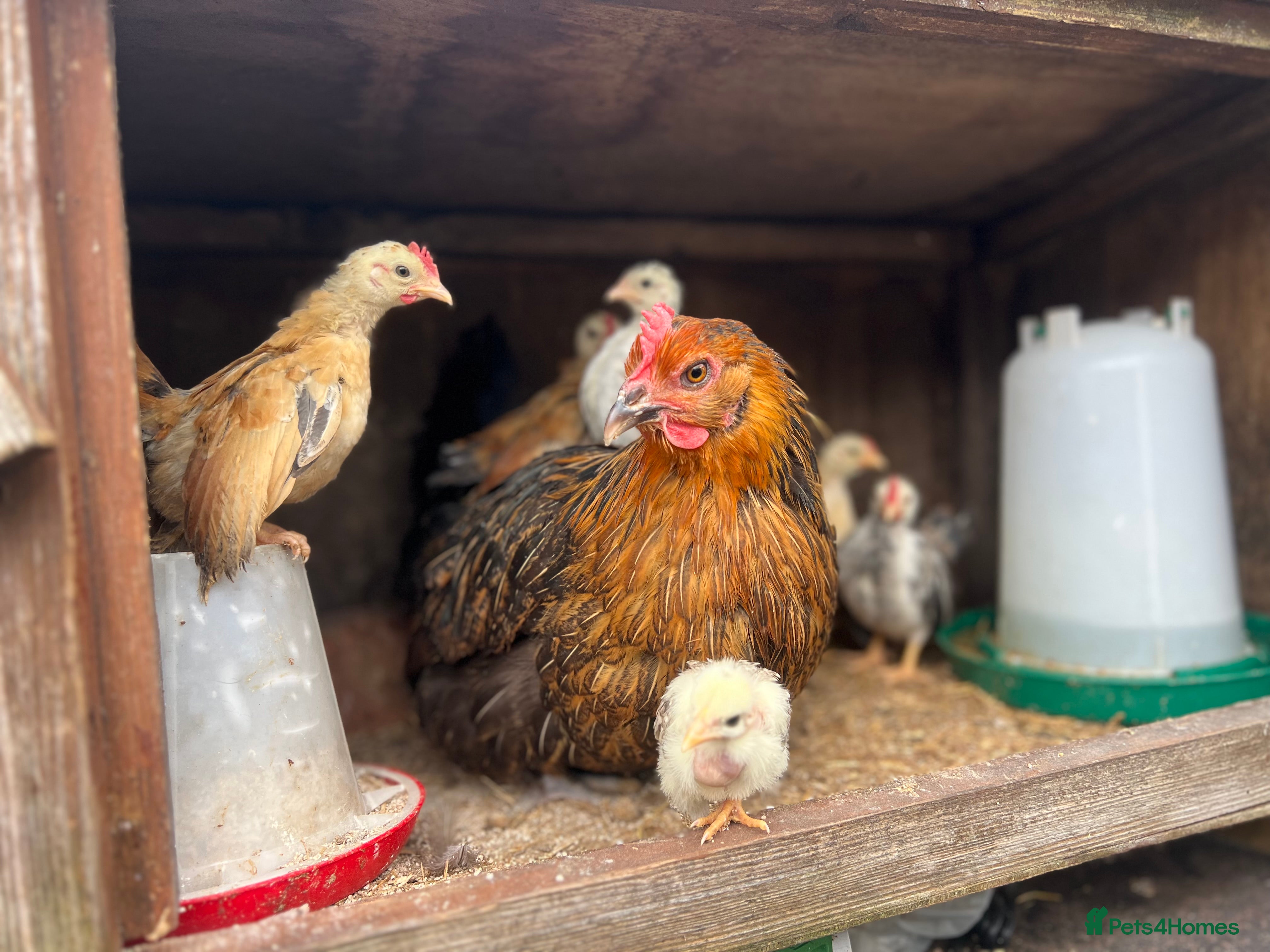 Mixed Breed livestock Mother with 7 chicks for sale  - Advert 1