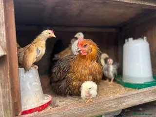 Mixed Breed livestock Mother with 7 chicks for sale - Advert 1