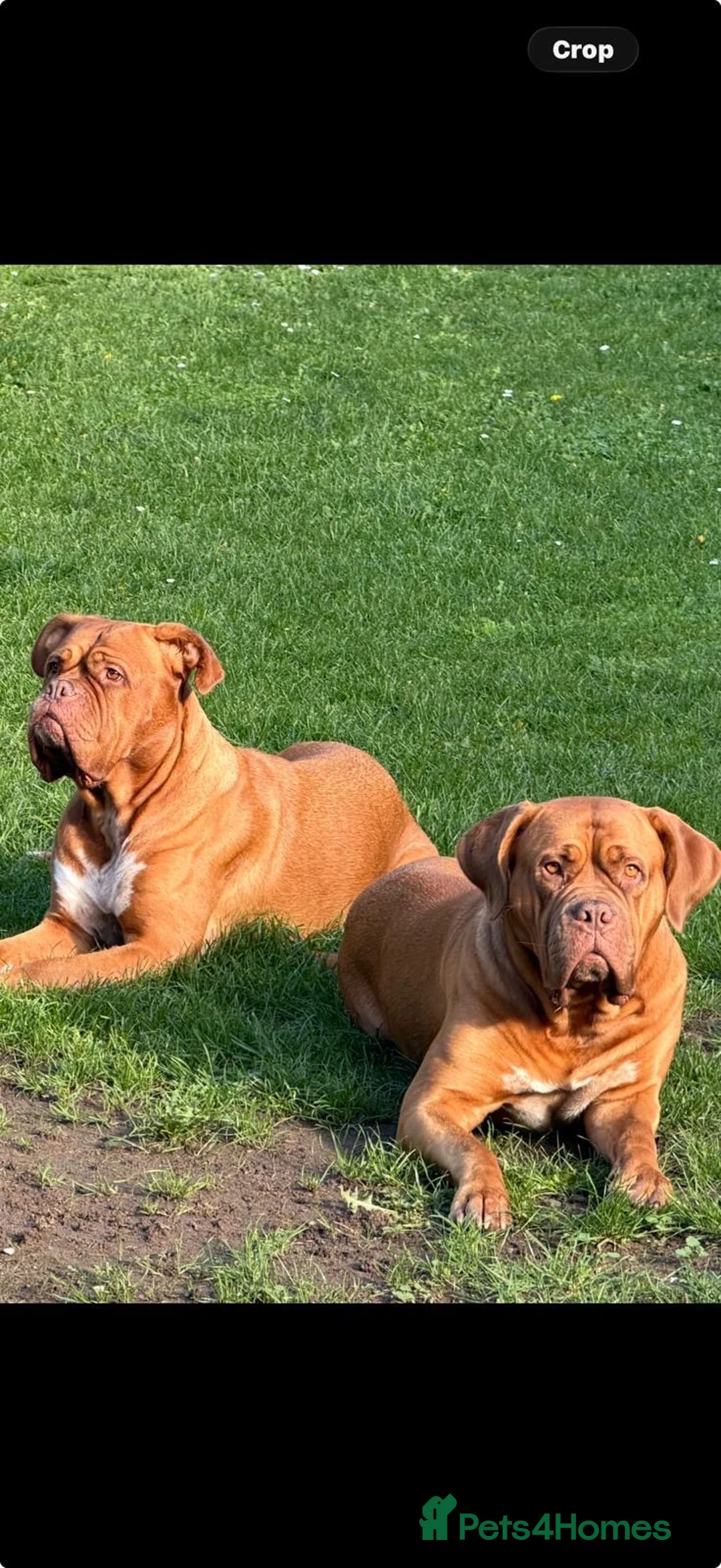 Dogue De Bordeaux dogs for sale: KC Registered Dogue De Bordeaux Puppies  - Advert 1