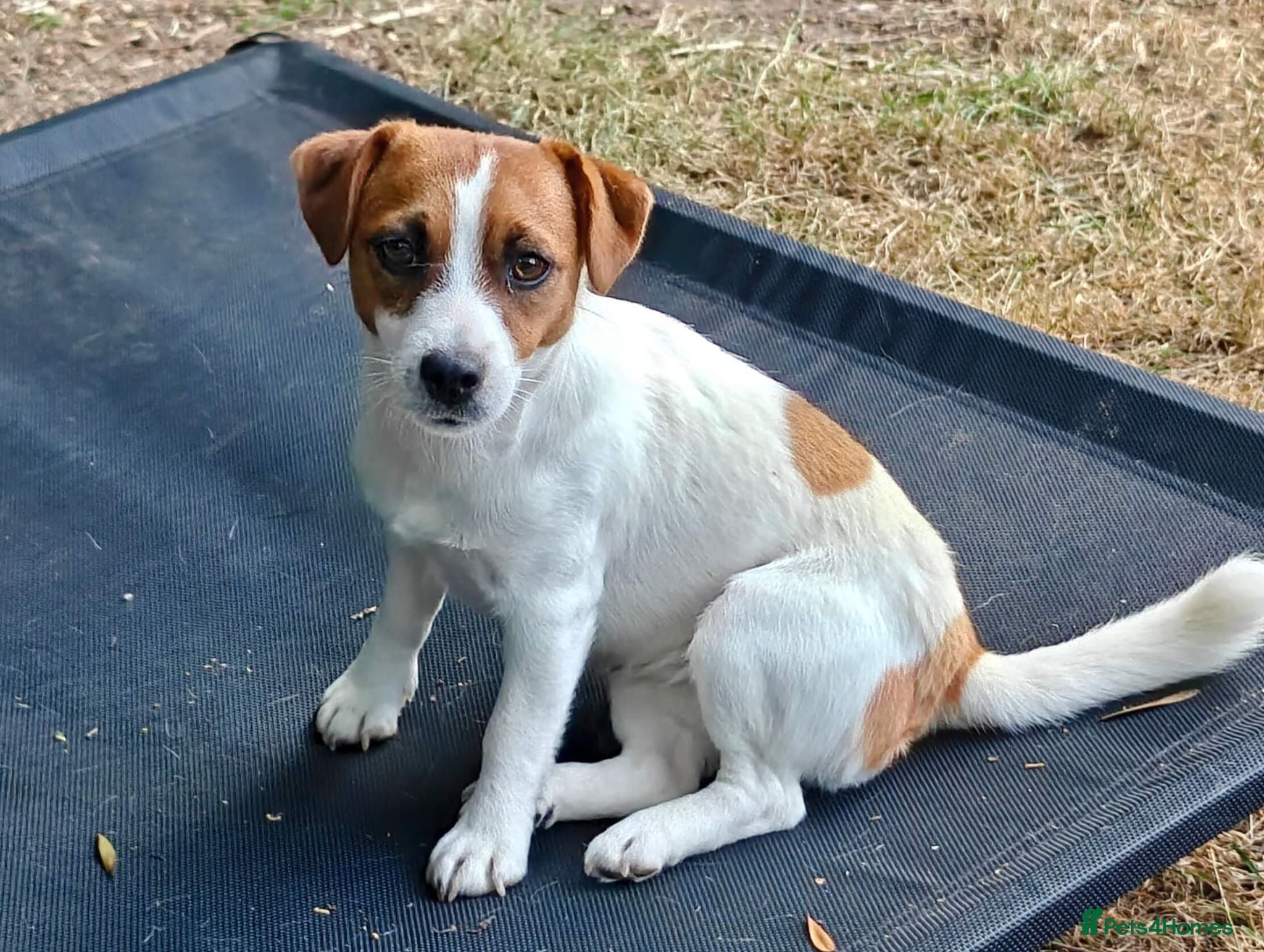 Jack Russell dogs Jack Russell Terrier Female ~1.5 years, spayed - Advert 2