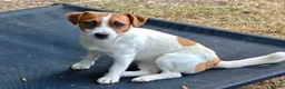Jack Russell dogs for adoption: Jack Russell Terrier Female ~1.5 years, spayed - Advert 2