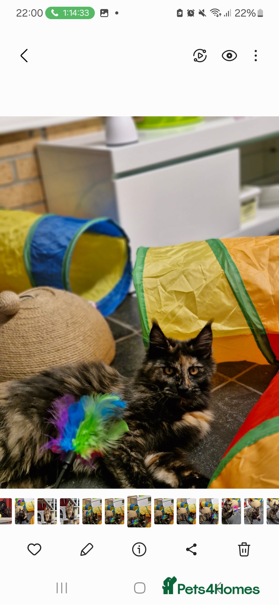 Maine Coon cats for sale: Maine coons Nellie & Dollie to stay as a pair.  - Advert 14