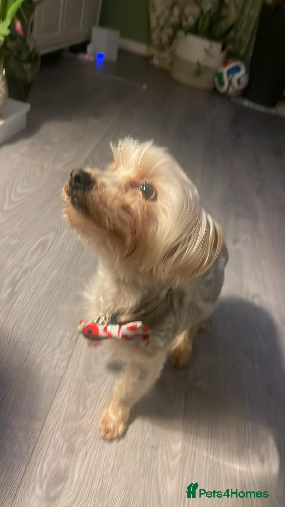 Yorkshire Terrier dogs for sale: York terrier  - Advert 17