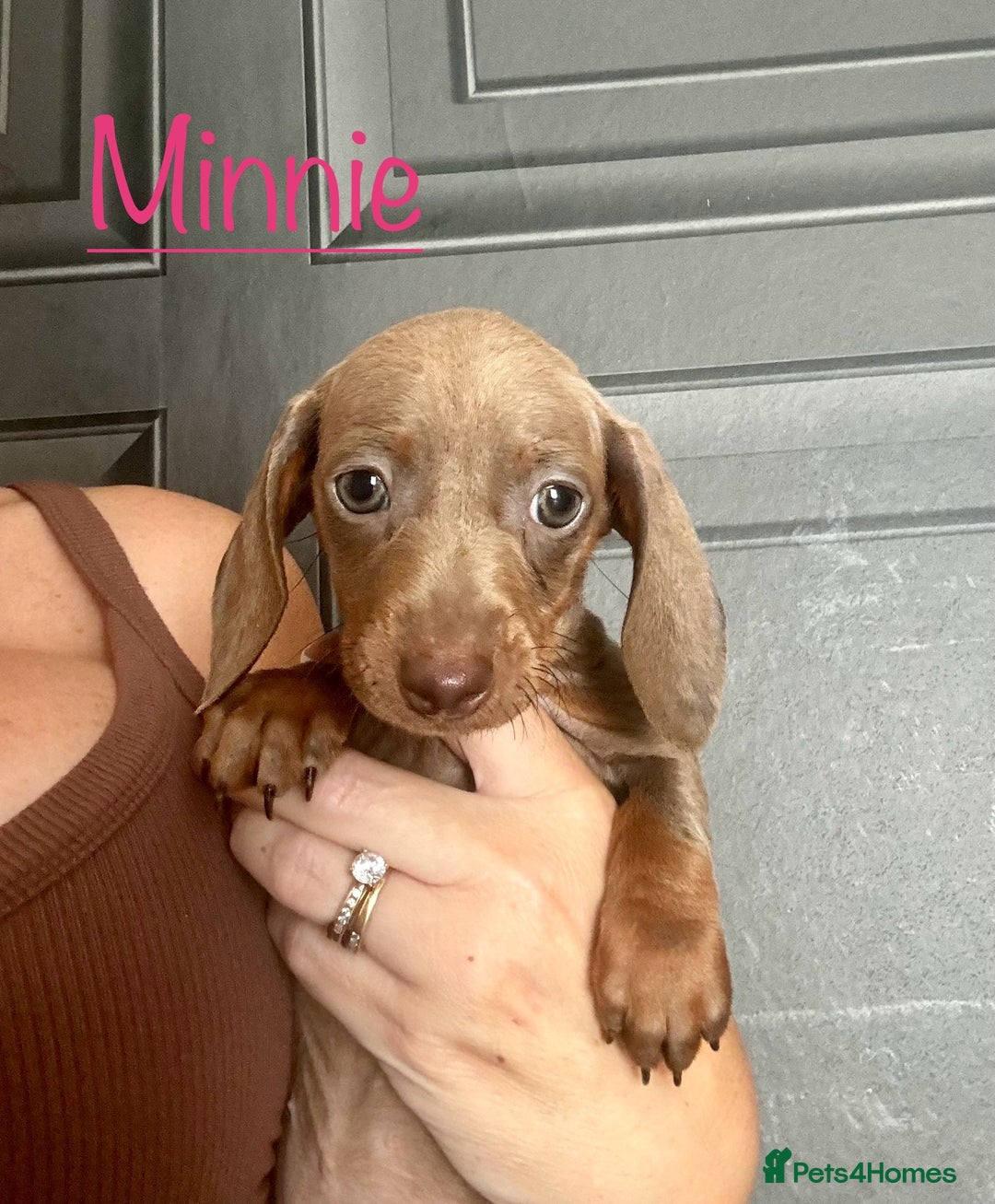 Miniature Dachshund dogs for sale: READY NOW MINI DACHSUND PUPS !!! - Image 2