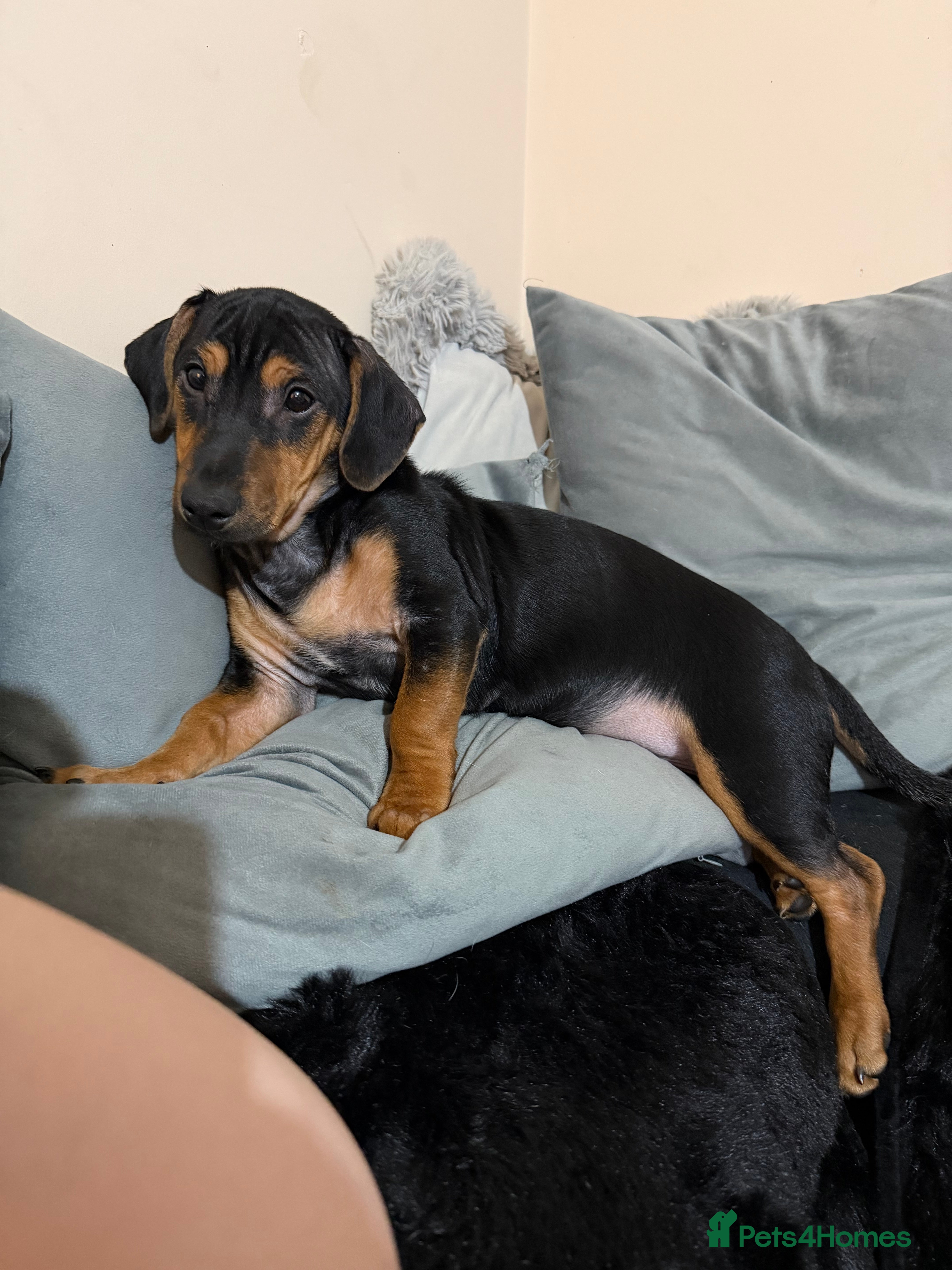 Jack Russell dogs LAST Jack Russell Puppy READY TO GO - Advert 11