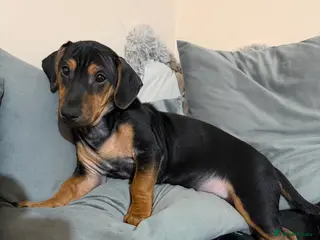 Jack Russell dogs LAST Jack Russell Puppy READY TO GO - Advert 11