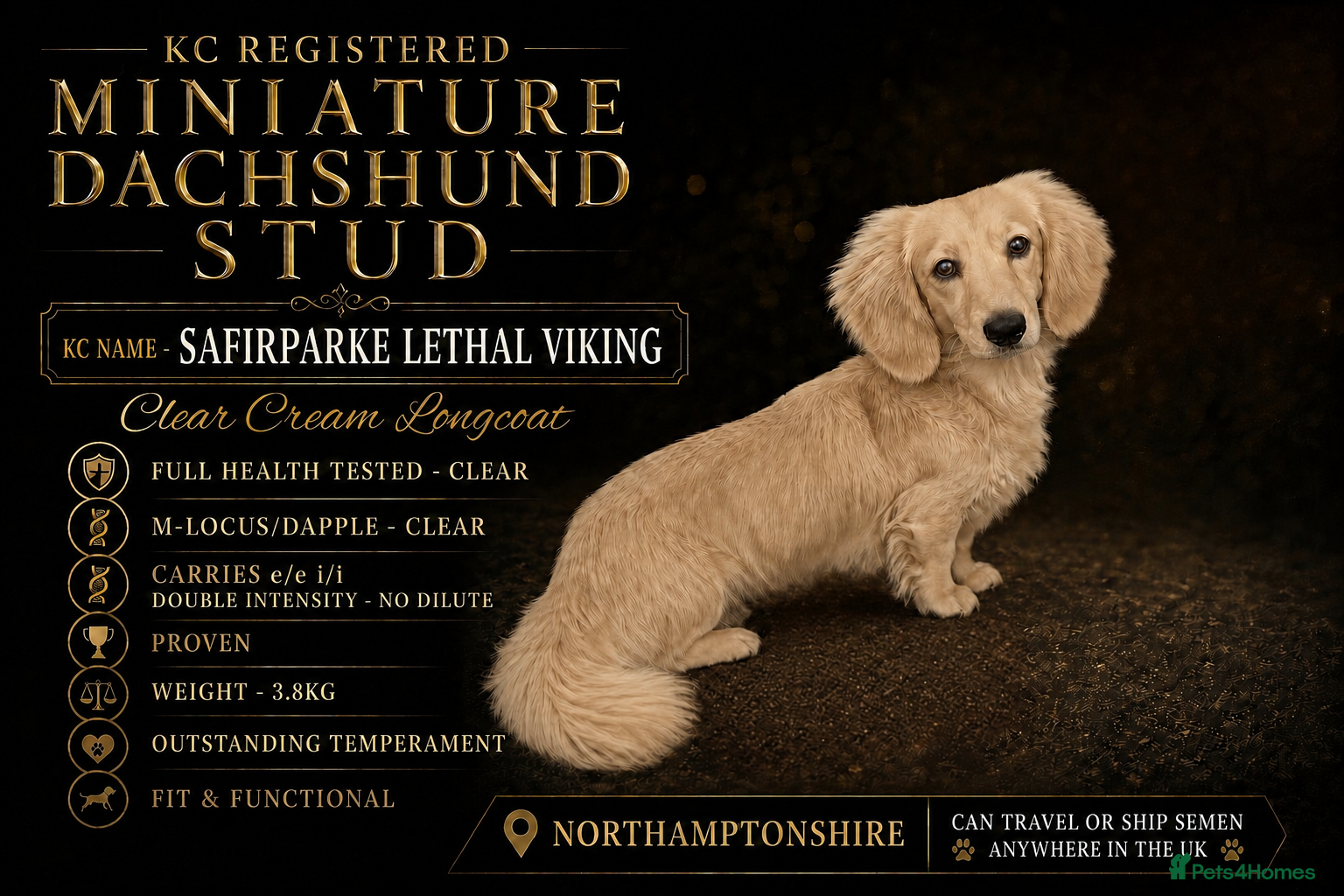 Miniature Dachshund dogs KC Miniature Dachshund Stud - Advert 5