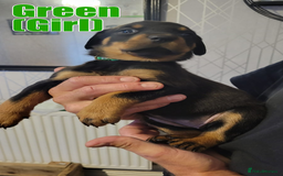 Rottweiler dogs for sale: ROTTWEILER PUPPIES - Image 12
