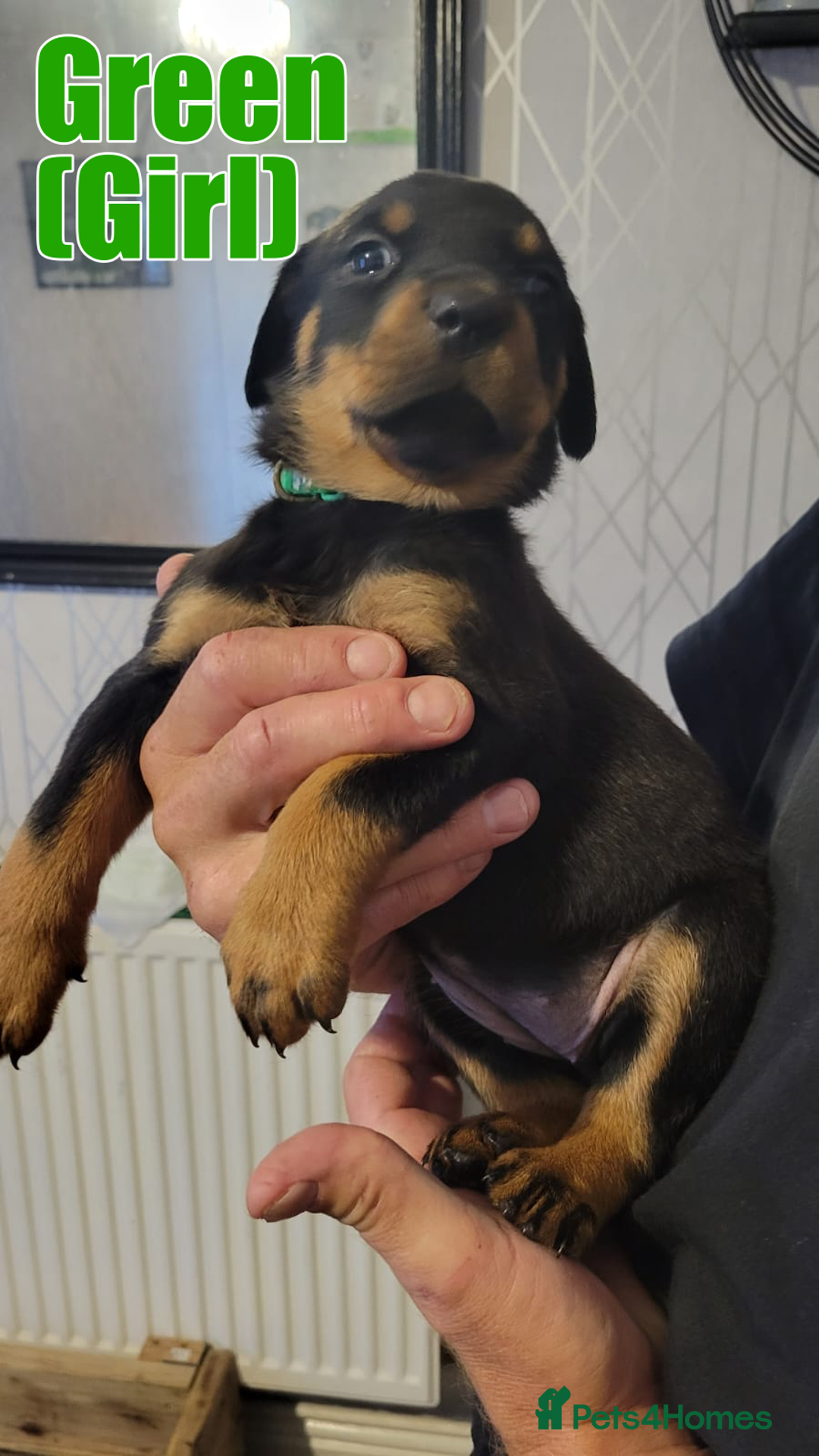 Rottweiler dogs for sale: ROTTWEILER PUPPIES - Image 12