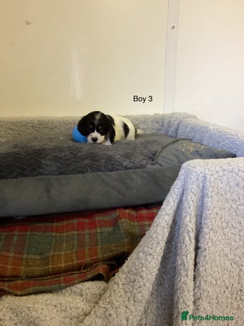 Cockalier dogs - Advert 3