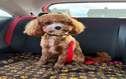 Cavapoo dogs for stud: For stud only  - Image 1