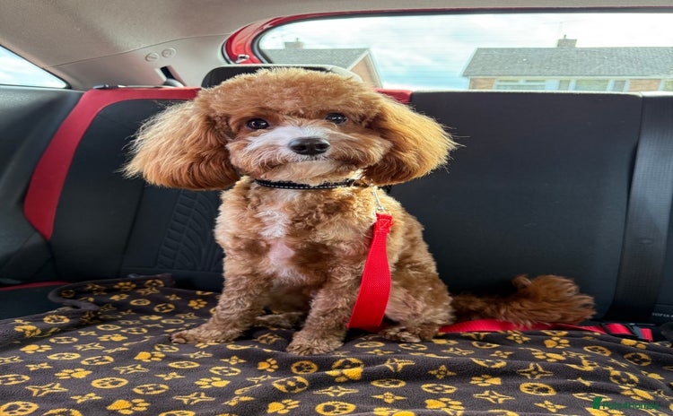 Cavapoo dogs - Advert 12