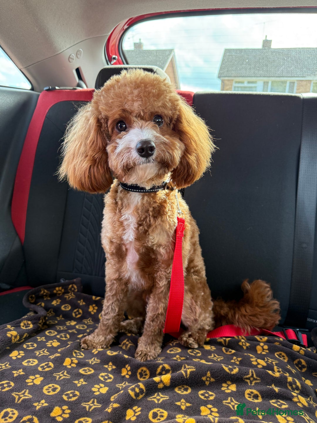 Cavapoo dogs for stud: For stud only  - Image 1